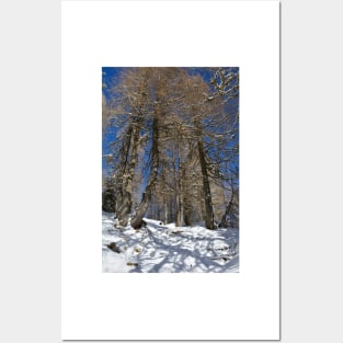 Snowy Trees on Monte Lussari Posters and Art